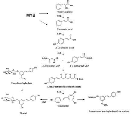 페닐알라닌으로부터 레스베라트롤 생합성 과정과 IbMYB1a 유전자 과발현을 통한 스틸베이노이드 생합성 증진 모식도