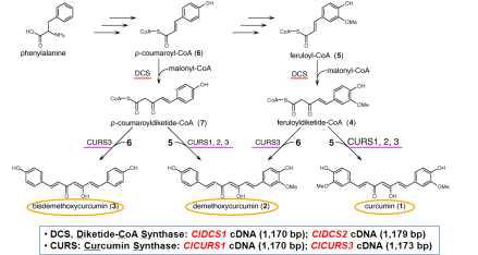 울금 잎 조직으로부터 커큐민 생합성 관련 효소 유전자의 RT-PCR 방법으로 분리․확보