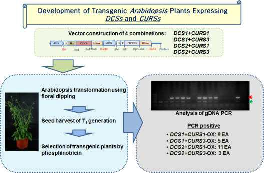 커큐민 생합성 유전자 ClDCS 및 ClCURS 유전자 동시발현 형질전환 애기장대 식물체 개발 및 유전자 도입 형질전환 식물체 선발(Basta 선발 및 PCR 분석)