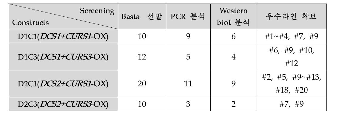 DCSs+CURSs-OX 형질전환 애기장대 식물체 개발 및 우수라인 선발