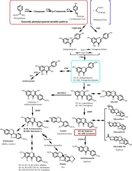 콩과식물에서 이소플라보노이드 생합성 경로. 관련 효소는 다음과 같다