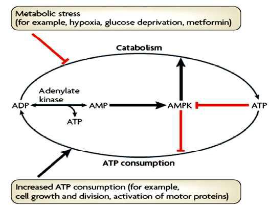 Regulation of energy homeostasis of the AMPK system.