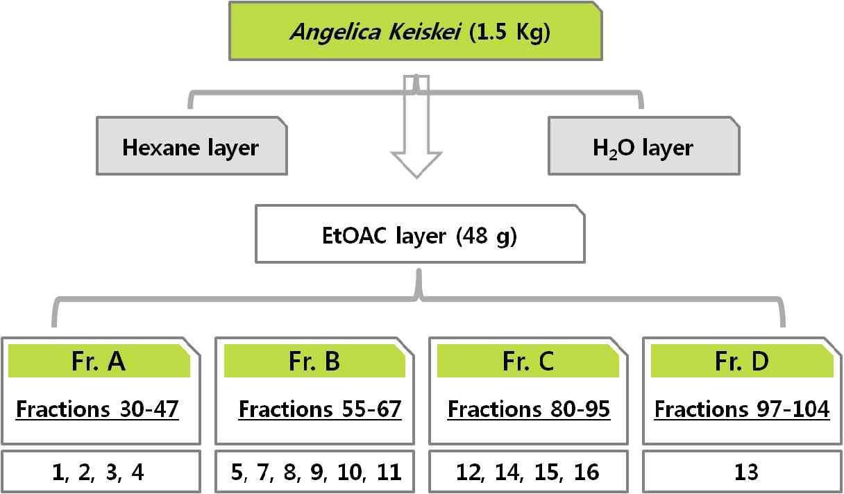 신선초(Angelica keiskei)의 분리 diagram