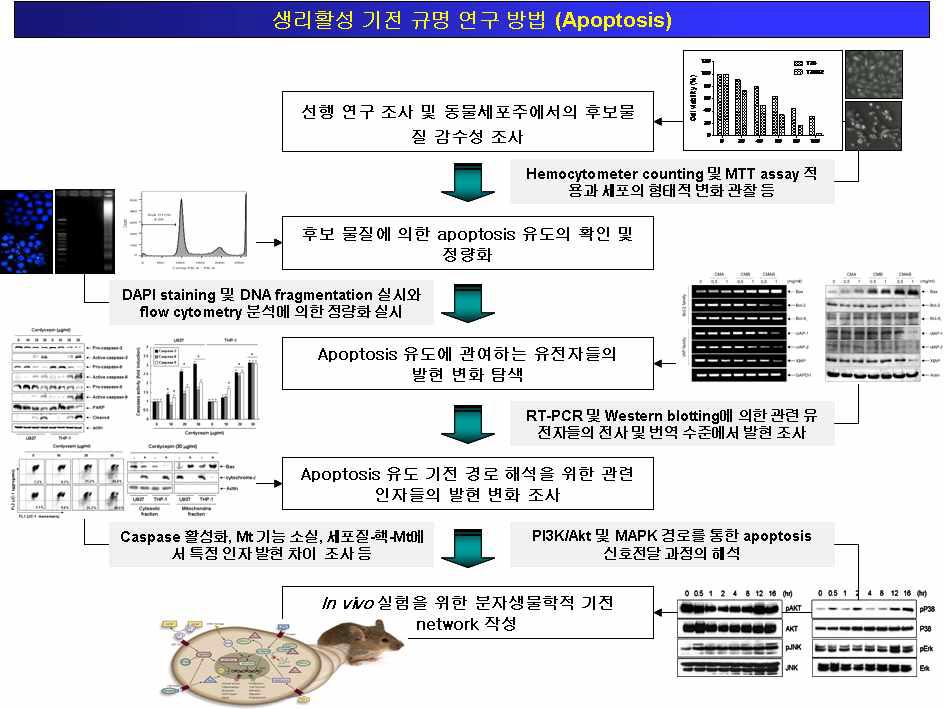 종양세포 제어 대사체 활성 기전 규명 연구