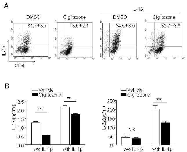 Ciglitazone inhibited the enhancement of Th17 differentiation induced by IL-1b. Naïve CD4+ T cells were differentiated to Th17 in the presence or absence of IL-1b for 4 days. To test whether PPARg ligand inhibits IL-1b-mediated Th17 differentiation, 25 mM ciglitazone was added at the differentiation medium. On day 4, cells were harvested for CD4 and IL-17 staining (A), and cell supernatant was used for determination of IL-17 and IL-22 using ELISA (B). Statistically significant differences are indicated by asterisks (**, p<0.01; ***, p<0.001).