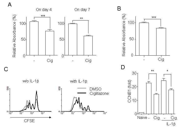 Ciglitazone decreased cell proliferation during Th17 cell differentiation. To determine cell proliferation, CFSE-labeled Naïve CD4+Tcellswerecultured under Th17 differentiation in presence or absence of IL-1b or/and ciglitazone (25 mM).