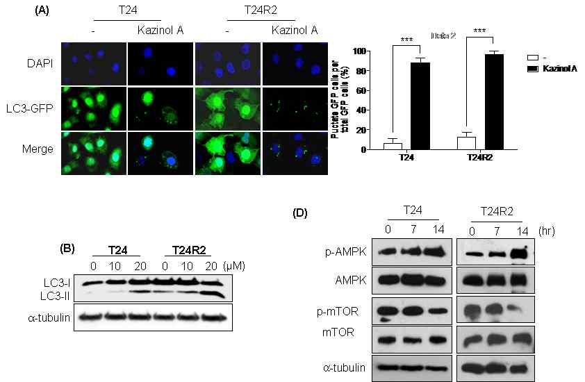 Kazinol A induces autophage and protects the cells from apoptosis.