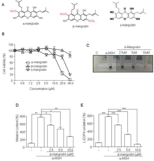 β-Mangostin inhibits α-MSH mediated melanogenesis in B16F10 cells.
