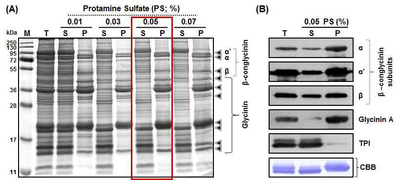 PSP method를 적용한 재배콩 종자 단백질 SDS-PAGE 및 Western blot 분석 결과