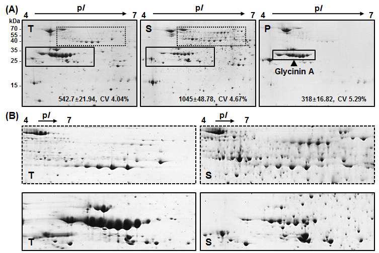 PSP method를 적용한 재배콩 종자 단백질 2-DE 분석 결과