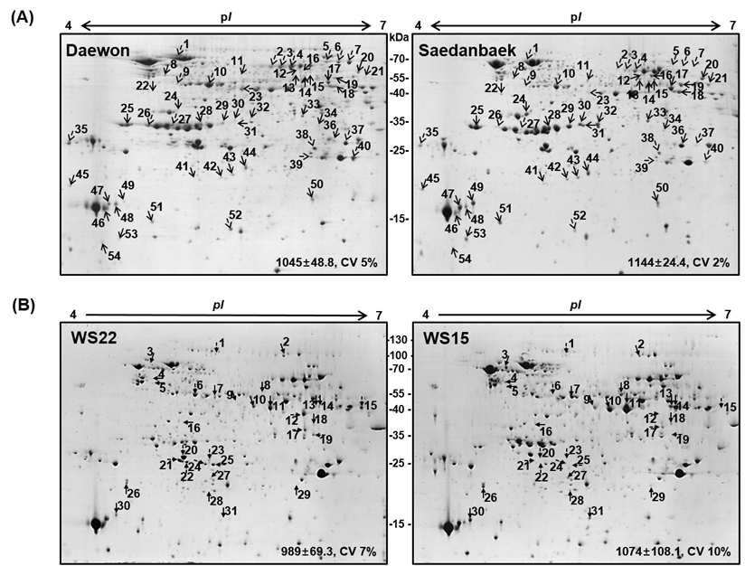 PSP method를 적용한 다른 단백질 함량을 나타내는 품종 간의 2-DE분석