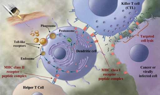 재조합 효모 기반의 백신(Yeast-based vaccine)의 면역성 유발 기작 도식도