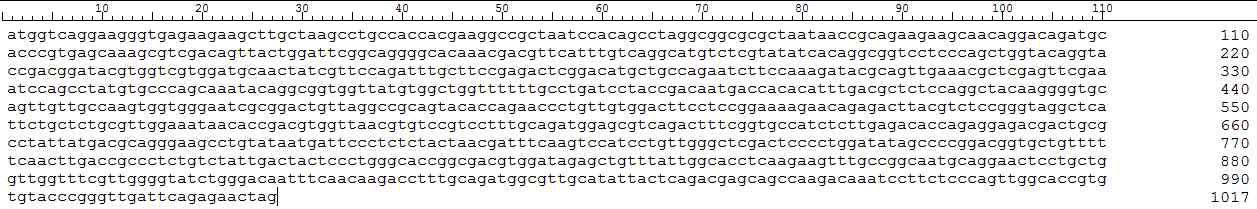 한세눌라 폴르리모파 코돈 최적화된 노다 캡시드 cDNA (HpNODAcp)