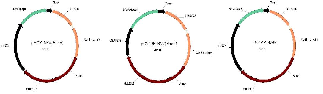 한세눌라 폴르모르파 MOX (A) 또는 GAP (B) 프로모터 활용 HpNODAcp 발현 벡터 및 ScNODAcp 발현벡터