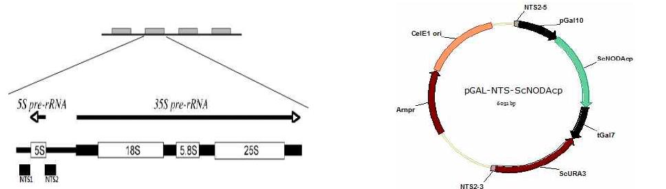 S. cerevisiae 5S rRNA 유전자와 NTS 부위 및 이를 이용한 노다 캡시드 단백질 발현 다중 도입 벡터