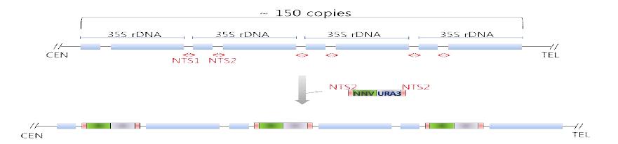 S. cerevisiaer rDNA의 NTS (Non-Transcribed Spacer) 부위로의 NNV capsid protein 발현 카세트 다중도입 모식도