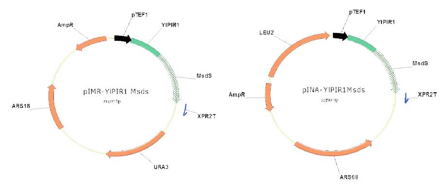 YlPIR2-msdS fusion protein 발현 벡터 모식도