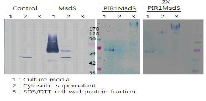 야로위아 리포리티카 PIR1-msdS fusion 단백질 발현 Western blot 분석