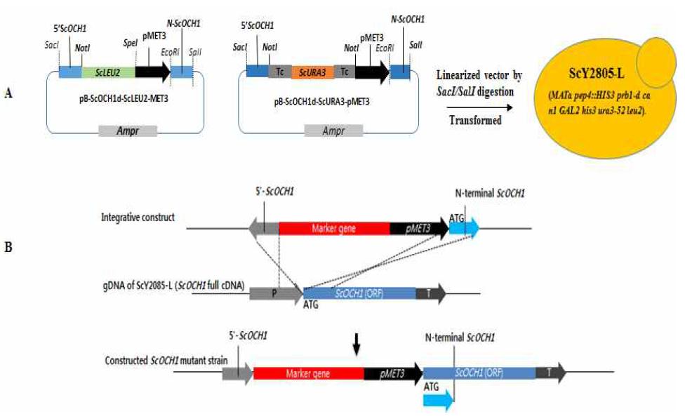 S. cerevisiae MET3 프로모터를 활용한 OCH1 유전자 발현 조절 효모 균주 제작 도시도.
