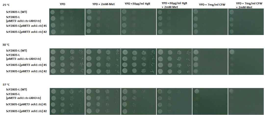 MET3 프로모터에 의해 OCH1 유전자 발현이 조절되는 효모 균주와 야생형 균주와의 다양한 배양 조건에서의 성장 비교 분석