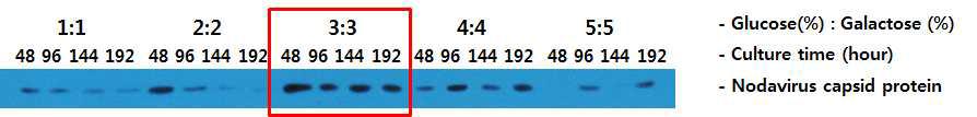 배양 배지의 탄소원 농도에 따른 시간별 발현 Western blot 확인