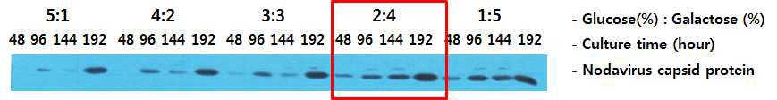 배양 배지의 탄소원 비율에 따른 시간별 발현 Western blot 으로 확인