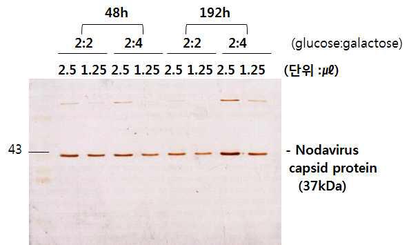 control (2% glucose, 2% galactose) 2% glucose , 4% galactose 정제 후 수율 Silver staining 결과 (volumetric yield) 비교