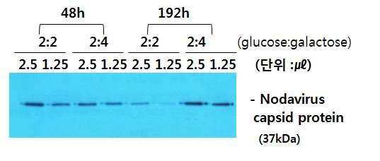230, 400, 600 rpm에 따른 RGNNV capsid protein 정제 수율 Western blot 으로 비교 확인