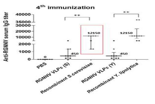 4차 투여 후 각 그룹 별 혈청 내 RGNNV VLP 특이적인 IgG 항체 역가의 비교