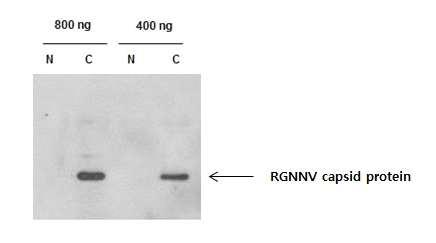 E-11 세포에서 RGNNV 증식 확인. N은 RGNNV를 감염시키지 않은 세포, C는 RGNNV를 감염시킨 세포의 배양액.