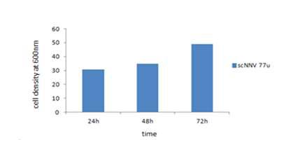 S. cerevisiae-77u-NNVcp를 72시간 배양 후 cell density 확인