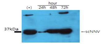배양 시간대 별 S. cerevisiae-77u-NNVcp의 캡시드 단백질 발현 확인(Western blot).