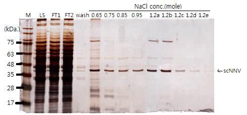Recombinant RGNNV capsid protein의 heparin chromatography 정제 결과.