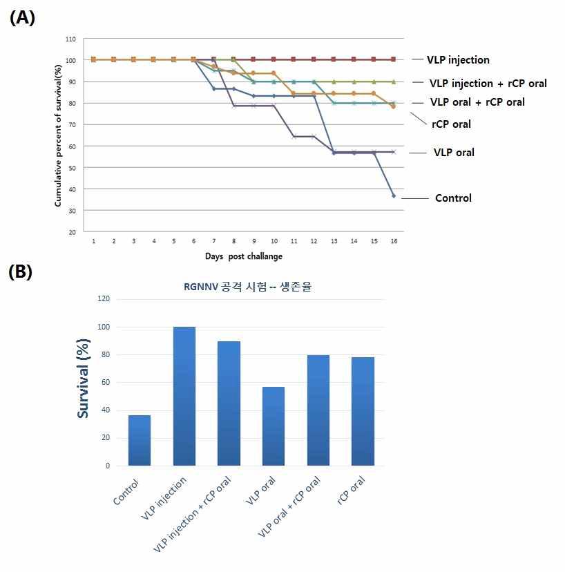 재조합 RGNNV VLP와 rCP yeast로 면역한 능성어에 대한 RGNNV 공격시험 결과.