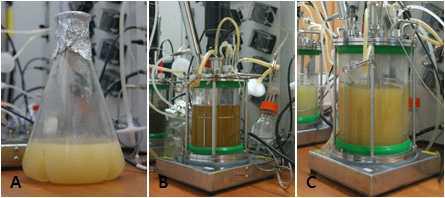 플라스크와 발효기를 이용한 Noda 재조합 효모의 고농도 배양.