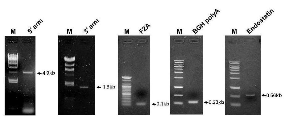 DT-A_cEndo_neo KI vector 구축에 필요한 유전자의 PCR 동정