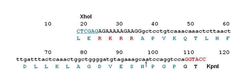 F2A의 nucleotide와 amino acid 서열