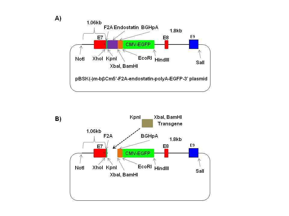 pBSK_tEndo_EGFP KI 벡터 II의 subcloning 모식도