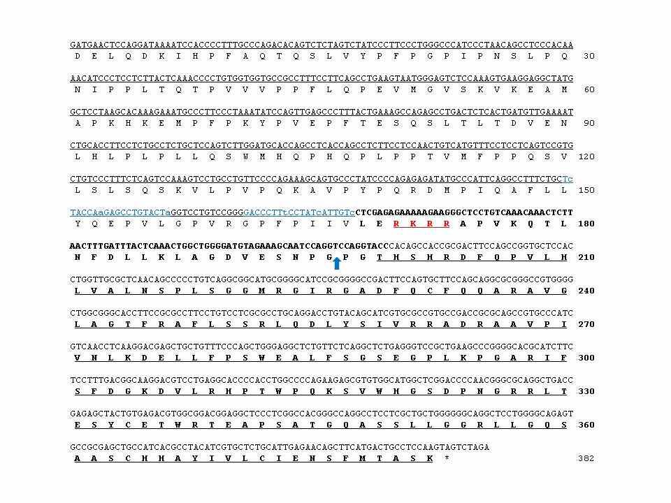 TALEN binding site, F2A sequence와 엔도스타틴 유전자의 nucleotide 및 아미노산 서열과 절단 위치