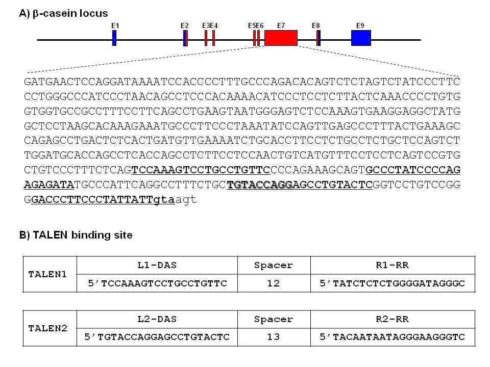 젖소 β-casein 엑손 7 영역을 절단할 수 있는 TALEN의 결합 부위