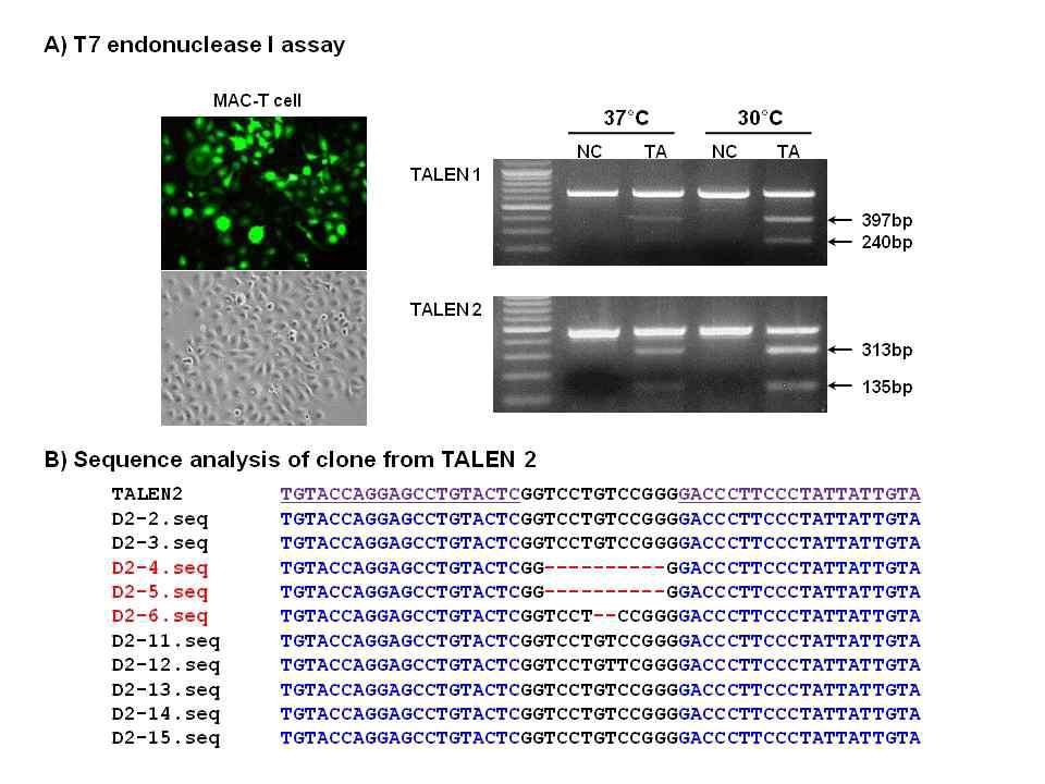 T7 endonuclease 및 염기서열 결정에 의한 TALEN의 활성 검증