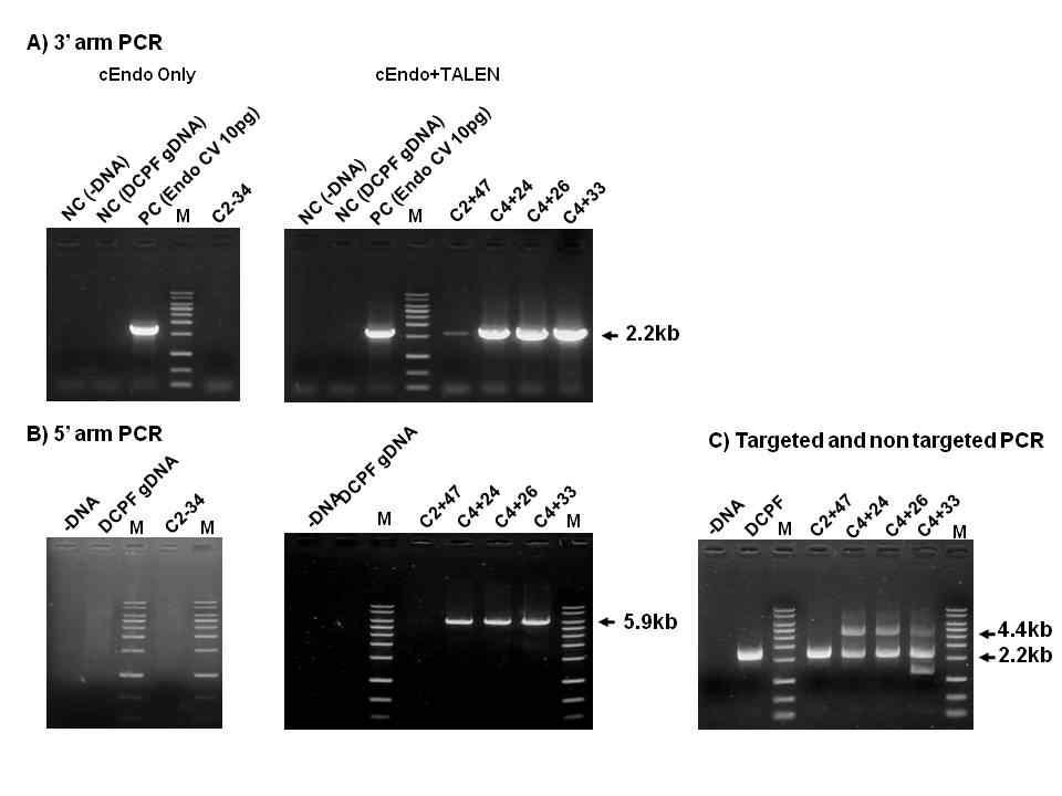 DT-A_cEndo_neo KI vector에 의한 knock-in 체세포의 PCR 분석