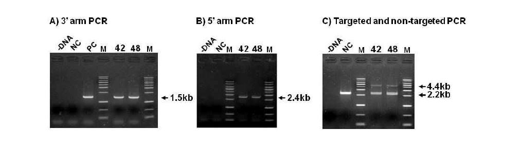 DT-A_tEndo_neo KI vector I이 도입된 knock-in 체세포의 PCR 분석 II