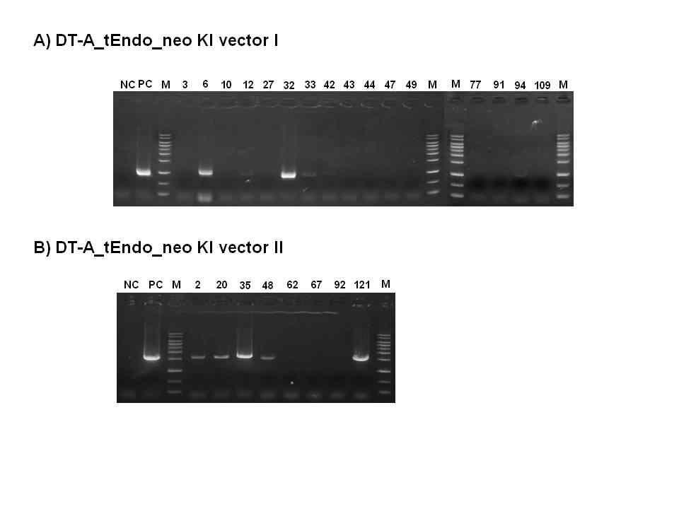 DT-A_tEndo_neo KI vector I과 DT-A.tEndo_neo KI vector II가 도입된 체세포의 3‘arm PCR 분석