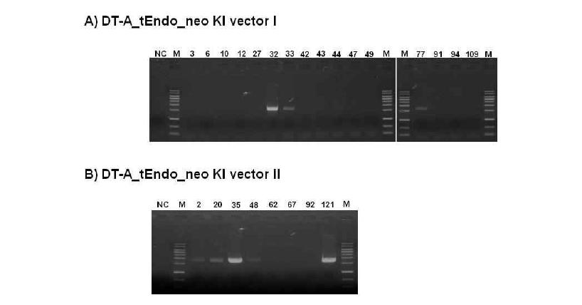 DT-A_tEndo_neo KI vector I과 DT-A.tEndo_neo KI vector II가 도입된 체세포의 5‘arm PCR 분석
