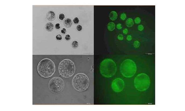 DT-A.tEndo-EGFP KI vector II가 주입된 배반포기 수정란에서 EGFP의 발현