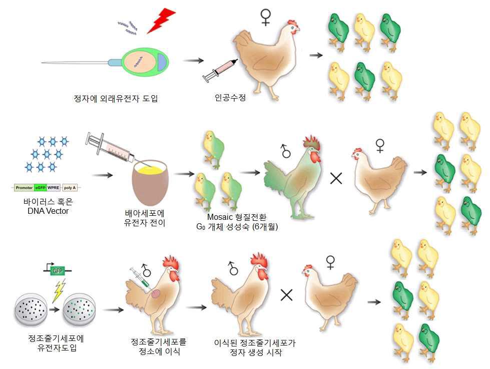 형질전환 닭의 생산 방법.