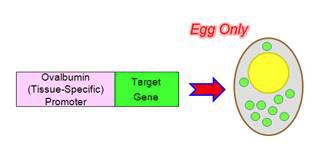 본 연구에 적용한 외래유전자의 난관 조직 특이적인 발현을 위한 chicken ovalbumin promoter 도입 system