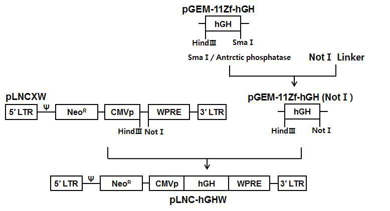 Structure of pLNC-hGHW retrovirus vector.