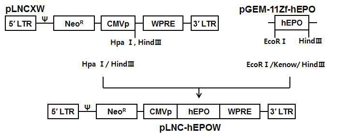 Construction of pLNC-hEPOW retrovirus vector.